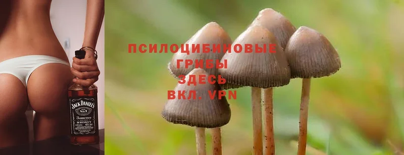 Галлюциногенные грибы Magic Shrooms  Тобольск 